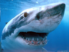 На территории Панамы ученые нашли более 400 зубов хищных морских монстров