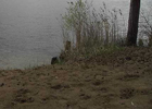 На Львовщине ожидается потоп. Уровень воды в реке Днестр поднялся на 7 метров