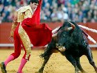 В Испании научились клонировать быков. Чтобы было кого убивать во время корриды