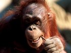 Ученые обнаружили еще одно сходство между человеком и шимпанзе