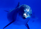 Ученые начали отставать права дельфинов и китов