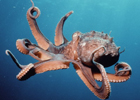 Ученые нашли очень старого родственника кальмаров и осьминогов
