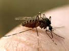 Комары и мошки предпочитают высоких и толстых. Таков неутешительный вывод ученых