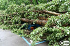 В Киеве ураганный ветер валил деревья прямо на машины. Фото