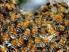 В центре Ужгорода рой пчел держал в страхе местных жителей