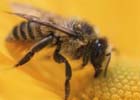 Вымирание пчел чревато голодом