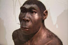 Ученые назвали точное время разделения человека и неандертальца