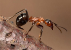 Ученые выяснили, откуда у муравьев столько силы