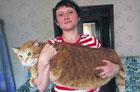 В Донецке бедного котенка раскормили до невиданных размеров. Фото