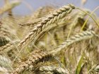 Кому засуха, а кому – мать родна. Украинские аграрии надеются подняться на пшенице