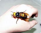На Херсонщине людей атакуют неизвестные насекомые