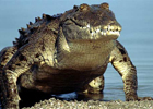 Ученые нашли останки… «крокодилового кота»