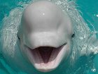 В киевском дельфинарии впервые в СНГ будет отмечаться Международный день левши. Детям вход обязателен