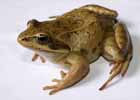 Биологи проведут «перепись» лягушек в поисках «вымерших» видов