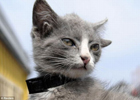 В России живет удивительный котенок-мутант. Фото