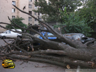 В Киеве в безветренную погоду огромное дерево упало на две машины. Фото