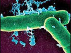 Оказывается, бактерии обладают обонянием