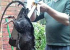 Англичан атакуют огромные крысы. Фото