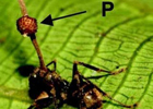 Из муравьев-зомби делают грибы. Фото