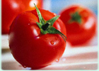 Генетики вывели уникальный сорт помидоров