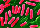 Ученые выяснили, что среди бактерий встречаются «альтруисты»