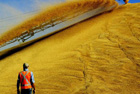 Таможня обвиняет «5 канал» в незаконном экспорте… пшеницы