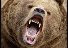 В центре Сыктывкара в шею мужчины вцепился… здоровенный медведь