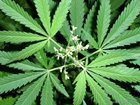 Жена чиновника выращивала 20 гектаров марихуаны