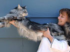 В США живет самый длинный в мире кот. Фото
