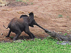 Удивительная природа. Слоны отбили свое чадо у кровожадной рептилии. Фото