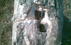 На Донбассе дровосек нашел в дереве... минометную мину. Фото