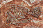 Найдены древнейшие останки эмбрионов динозавров. Фото
