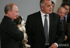 Путин обзавелся очередным лохматым другом, которого ему подарили в Болгарии. Фото