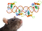Крысы подсказали ученым новый способ лечения рассеянного склероза