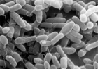 Ученые доказали, что чувство отвращения спасает человека от вредных бактерий