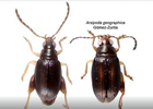 Найдены два вида жуков, которые питаются непонятно чем. Фото