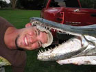 Странный монстр обитает в Америке – рыба-крокодил. Фото