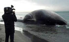 Необычная находка у берегов Италии. Море выбросило огромную тушу. Фото