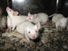 Ученые создали заикающихся мышей