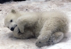 Самые трогательные фото недели: трехмесячный медвежонок в датском зоопарке