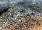Крымское побережье усеяно мертвой рыбой. Странное явление. Фото