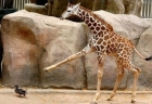 Что будет, если разозлить жирафа? Фото