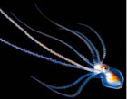 Светящиеся существа из морских глубин. Фото