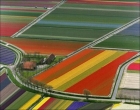 В Голландии зацвели тюльпаны. Очень красивые фото
