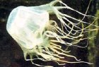 В этом мире делать простейшие умозаключения способны даже медузы