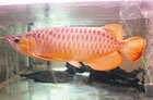 В Китае редкая рыба-дракон продается по цене… «БМВ». Фото