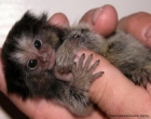 Самая маленькая обезьянка на планете. Такого вы еще не видели. Фото