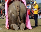 В Непале прошел конкурс красоты среди слонов. Фото