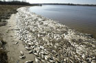 На Днепропетровщине массово гибнет рыба. На берег выбросило тонны мертвых карпов