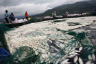 В филиппинском озере произошел массовый мор рыбы. Погибло 800 тонн ханоса. Фото